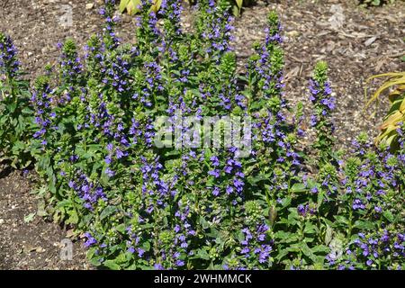 Lobelia siphilitica, Syphilis Lobelia, große blaue Lobelia Stockfoto