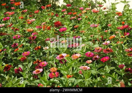 Zinnia elegans Stockfoto