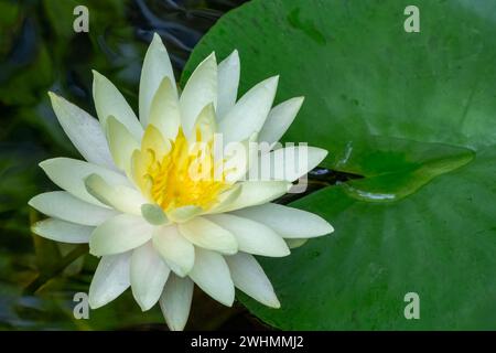 Issaquah, Washington, USA. Duftende Seerose, Nymphaea odorata, gilt in diesem Gebiet als ein giftiges Unkraut der Klasse C. Stockfoto