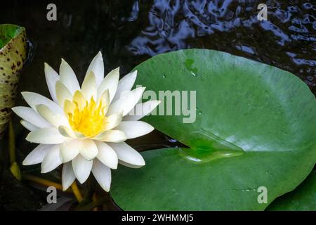 Issaquah, Washington, USA. Duftende Seerose, Nymphaea odorata, gilt in diesem Gebiet als ein giftiges Unkraut der Klasse C. Stockfoto