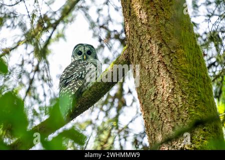 Issaquah, Washington, USA. Die nördliche Eile sitzt in einem Big Leaf Ahornbaum. Stockfoto