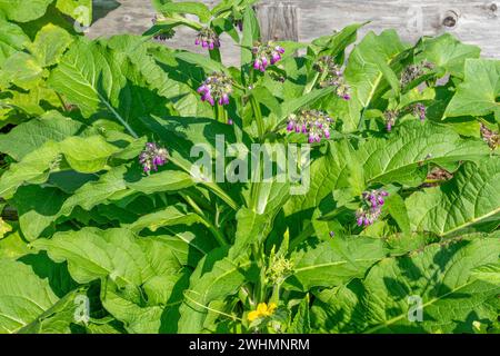 Issaquah, Washington, USA. Gewöhnlicher blühender Strauch, auch bekannt als Boneset, Knitbone, Quaker Comfrey und Slippery-Root Stockfoto