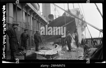 Walfang im Rossmeer 1924. Oberkiefer 92 Fuß Blauwal an Deck, mit Besatzung beschäftigt bei der Arbeit. Stockfoto