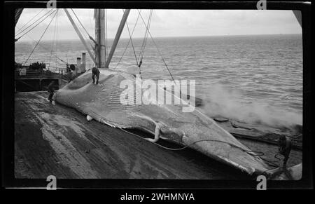 Walfänger trennen die verschiedenen Komponenten eines gefangenen Blauwals. Walfang im Rossmeer 1924 Stockfoto