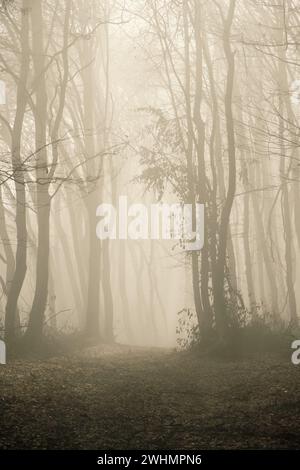 Nebliger Wald im Spätherbst Stockfoto