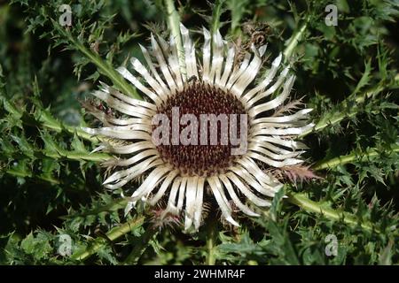 Carlina acaulis, Silberdistel Stockfoto