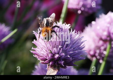 Baumhummel (Bombus hypnorum) am blühenden Schnittlauch (Allium schoenoprasum) im Hochbeet Stockfoto