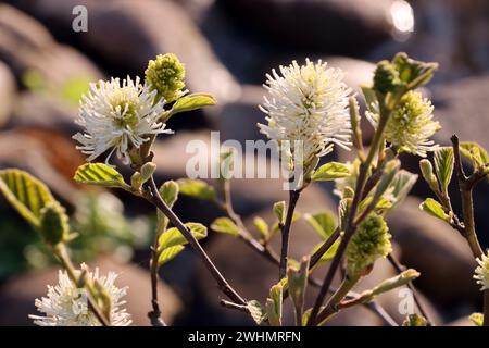 Großer Federstrauch (Fothergilla Major) - blühender Sträucher Stockfoto