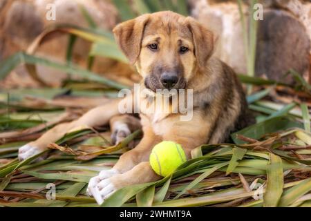 Rette Adoptionshund mit traurigem Look und Tennisball Stockfoto