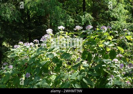 Hortensie involucrata, Japanische Hortensie Stockfoto