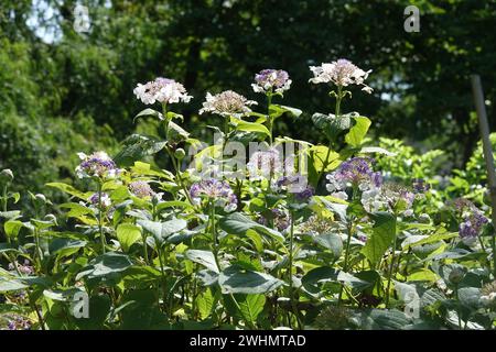 Hortensie involucrata, Japanische Hortensie Stockfoto