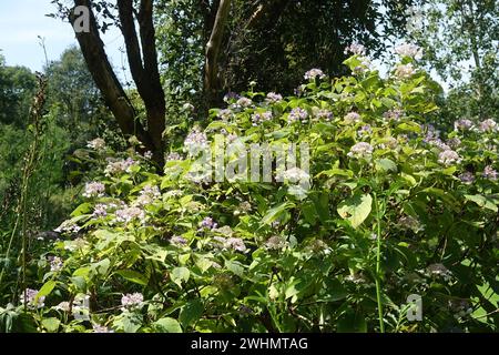 Hortensie involucrata, Japanische Hortensie Stockfoto