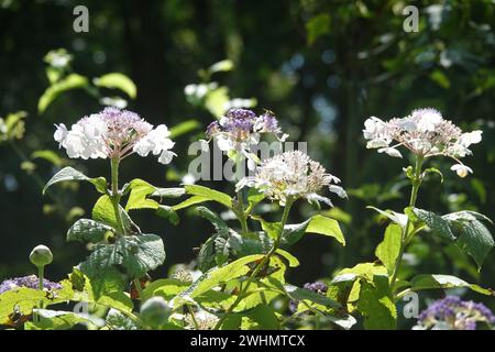 Hortensie involucrata, Japanische Hortensie Stockfoto