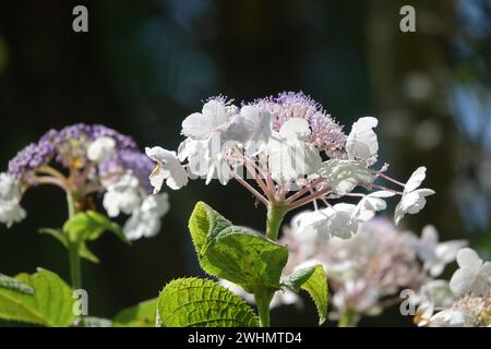 Hortensie involucrata, Japanische Hortensie Stockfoto