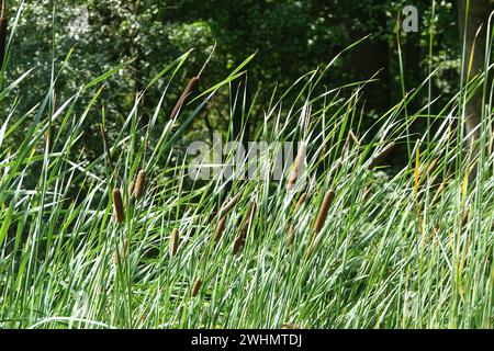 Typha angustifolia, geringerer Bulrush Stockfoto