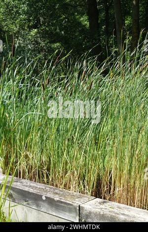 Typha angustifolia, geringerer Bulrush Stockfoto