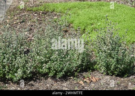 Majorana hortensis, Marjoram Stockfoto