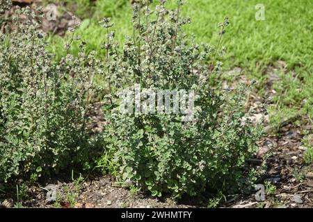 Majorana hortensis, Marjoram Stockfoto