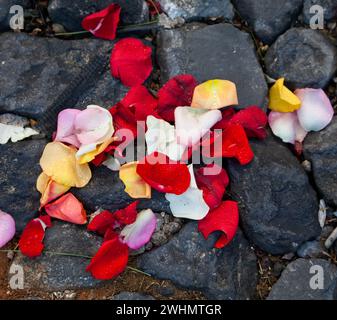 Antigua, Guatemala. Rosenblätter liegen zwischen Kopfsteinpflaster, Reste eines Alfombra (Teppich) aus Blumen, Kiefernnadeln und anderen traditionellen Materialien Deko Stockfoto
