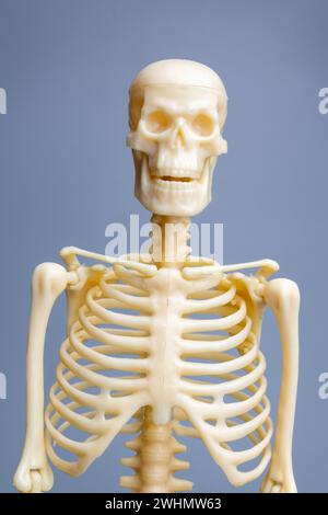 Anatomisches Skelettmodell, Skelettsystem Stockfoto