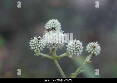 Eryngium yuccifolium, Button eryngo Stockfoto