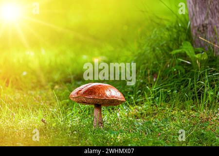 Pilz im Gras. Birkenbolete, Leccinum scabrum in einem Wiesengarten. Die Birkenbolete Stockfoto