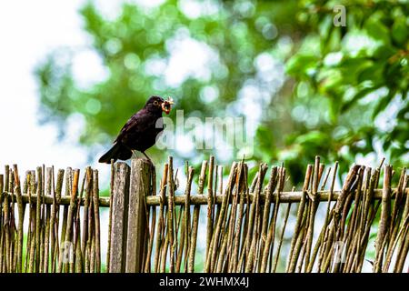 Vogel auf einem Zaun. Schwarzvogel Turdus merula. Männliche eurasische Amsel mit vielen Würmern im Schnabel Stockfoto