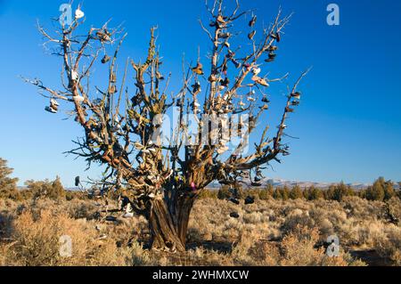 Schuhbaum auf juniper, Prineville District Bureau of Land Management, Oregon Stockfoto