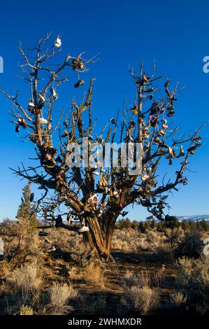 Schuhbaum auf juniper, Prineville District Bureau of Land Management, Oregon Stockfoto