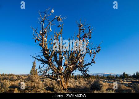 Schuhbaum auf juniper, Prineville District Bureau of Land Management, Oregon Stockfoto