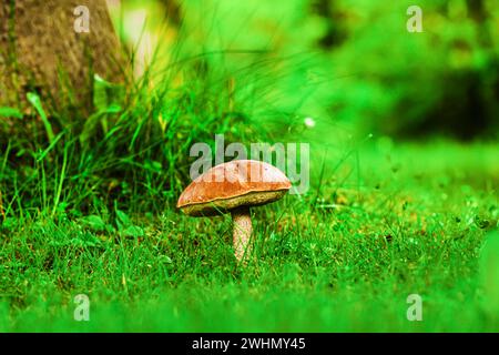 Pilz im Gras. Birkenbolete, Leccinum scabrum in einem Wiesengarten. Die Birkenbolete Stockfoto