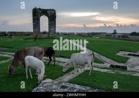 Vieh grasen auf üppigem Gras neben den Ruinen des Leuchtturms im Old Dutch Fort in Jaffna in der nördlichen Region Sri Lankas. Stockfoto