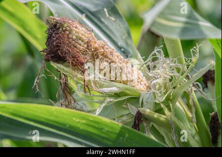 Reifung des Maiskolbens Stockfoto
