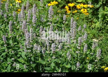 Agastache rugosa, koreanische Minze Stockfoto