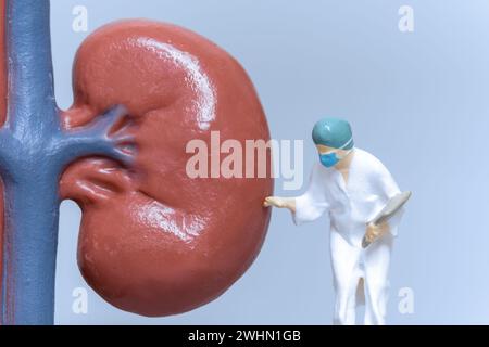 Miniaturmenschen Arzt zur Analyse der Nierengesundheit Stockfoto