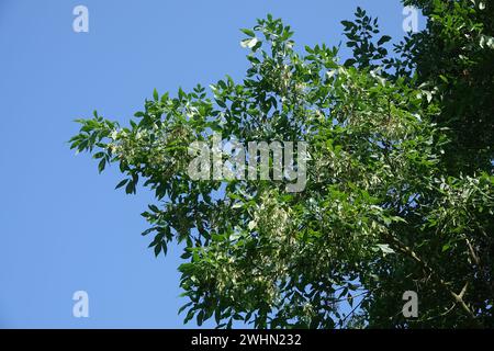 Fraxinus pennsylvanica, rote Asche Stockfoto