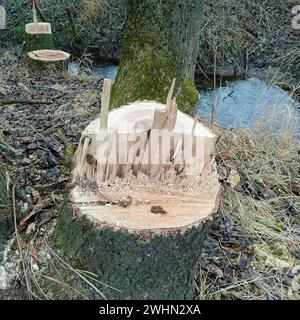 Baumstamm nach dem Fällen der Bäume Stockfoto