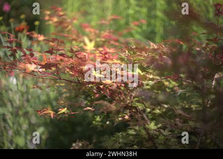 Acer Palmatum 'Beni Maiko' Baum und sein üppiges Laub. Stockfoto