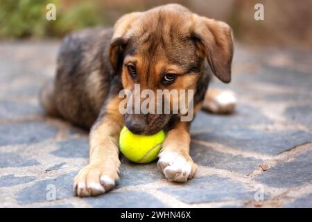 Rette Adoptionshund mit traurigem Look und Tennisball Stockfoto