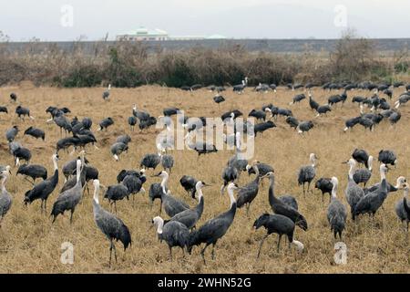 Ein Feld von überwinterenden Kapuzenkranen (Grus monacha), Arasaki, Izumi City, Kyushu, Japan 31 Januar 2024 Stockfoto