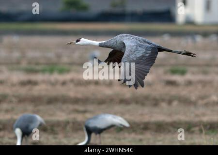 Kapuzenkran (Grus monacha), Einzelvogel, Seitenansicht im Flug, Arasaki, Izumi City, Kyushu, Japan 2. Februar 2024 Stockfoto