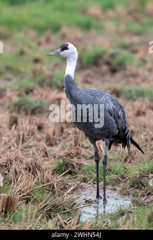 Kapuzenkran (Grus monacha), Arasaki, Izumi City, Kyushu, Japan 02. Februar 2024 Stockfoto