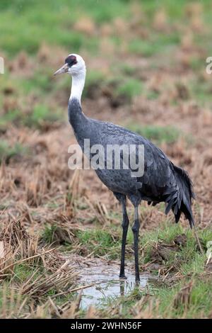 Porträt eines einzelnen Erwachsenen stehenden Kapuzenkrans (Grus monacha), Arasaki, Izumi City, Kyushu, Japan 2. Februar 2024 Stockfoto