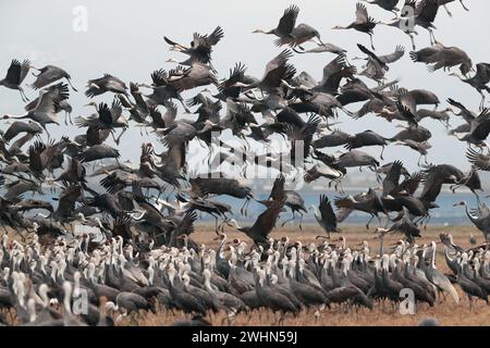 Kräne mit Kapuze (Grus monacha), mit Weißnabelkranen (Antigone vipio), Gruppenstart, Arasaki, Izumi City, Kyushu, Japan 31 Januar 2024 Stockfoto