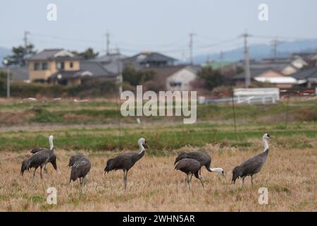 Gruppe von Haubenkranen (Grus monachus), stehend auf Reisfeld, mit einem Hintergrund von Vorstadthäusern, Arasaki, Izumi City, Kyushu, Japan 31 Januar 2024 Stockfoto