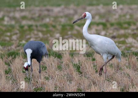 Sibirischer Krane (Grus leucogeranus) mit Weißnappenkrane (Grus vipio), Arasaki, Izumi City, Kyushu, Japan 31 Jan 2024 Stockfoto