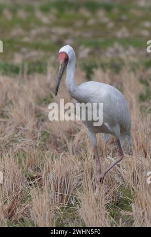 Sibirischer Kranich (Grus leucogeranus) in Reistabteln, Arasaki, Izumi-Stadt, Kyushu, Japan 31 Januar 2024 Stockfoto