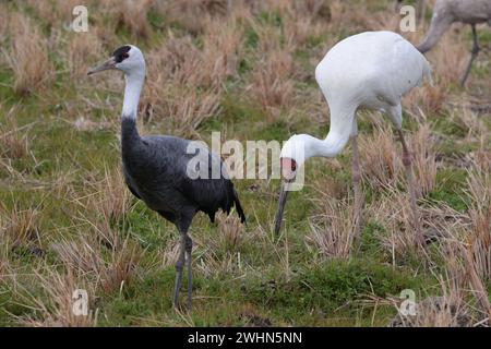 Sibirischer Kranich (Grus leucogeranus) mit Kapuzenkran (Grus monacha), Arasaki, Izumi City, Kyushu, Japan 31 Jan 2024 Stockfoto