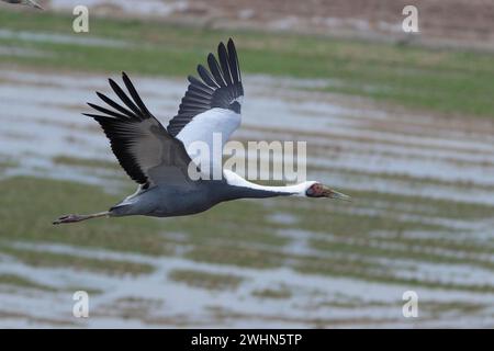 Weißnappelkran (Grus vipio), Erwachsener im Flug unter Augenhöhe, Foto am Kranobservatorium, Arasaki, Izumi City, Kyushu, Japan Februar 2024 Stockfoto