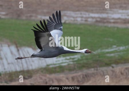 Weißnappelkran (Grus vipio), Erwachsener im Flug unter Augenhöhe, Foto am Kranobservatorium, Arasaki, Izumi City, Kyushu, Japan Februar 2024 Stockfoto